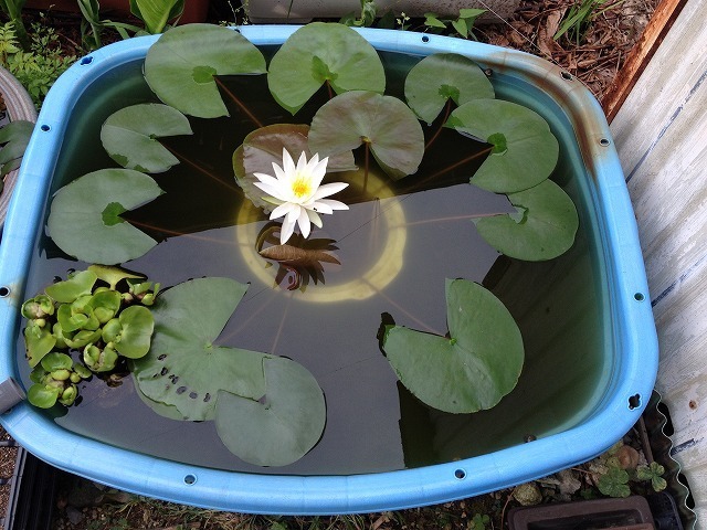 睡蓮と姫睡蓮の開花が始まりました ビオトープへの道